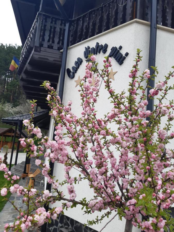 Vila Casa Dintre Pini Păltinoasa Exteriér fotografie