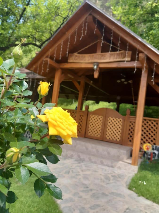 Vila Casa Dintre Pini Păltinoasa Exteriér fotografie